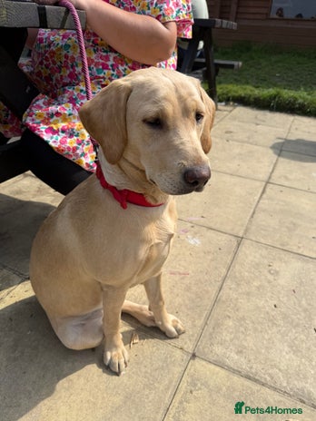 Labrador Retriever dogs - Advert 3