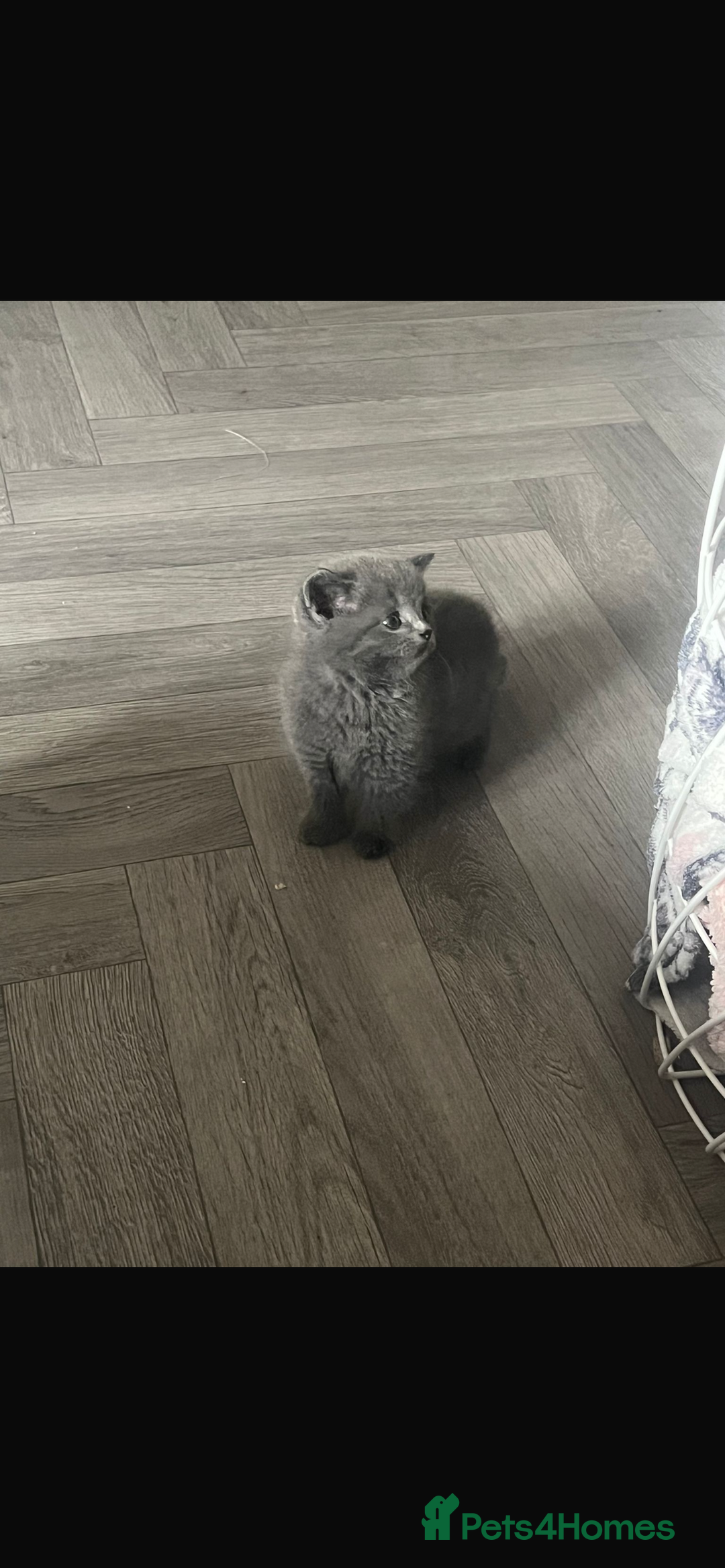 Mixed Breed cats for sale: Kittens for sale  - Image 12