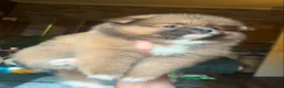 Pomeranian dogs for sale: Extra small Last Girl Pom  - Advert 11