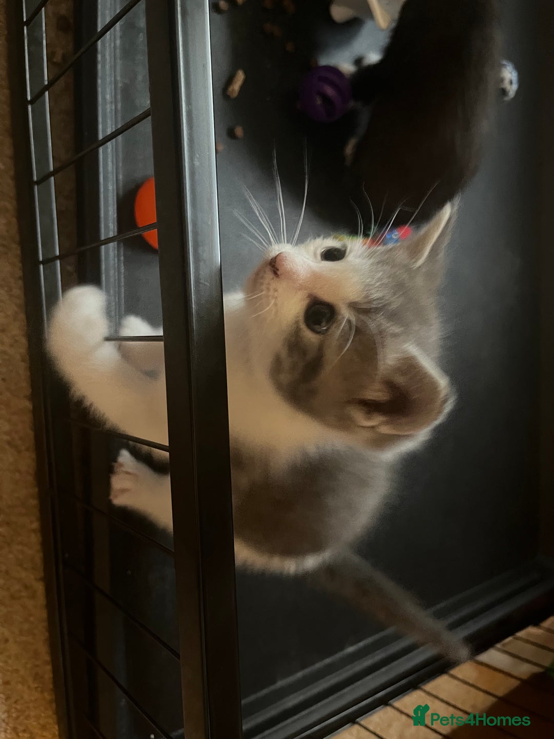 Mixed Breed cats for sale: Ragdoll mixed breed kittens  - Image 12