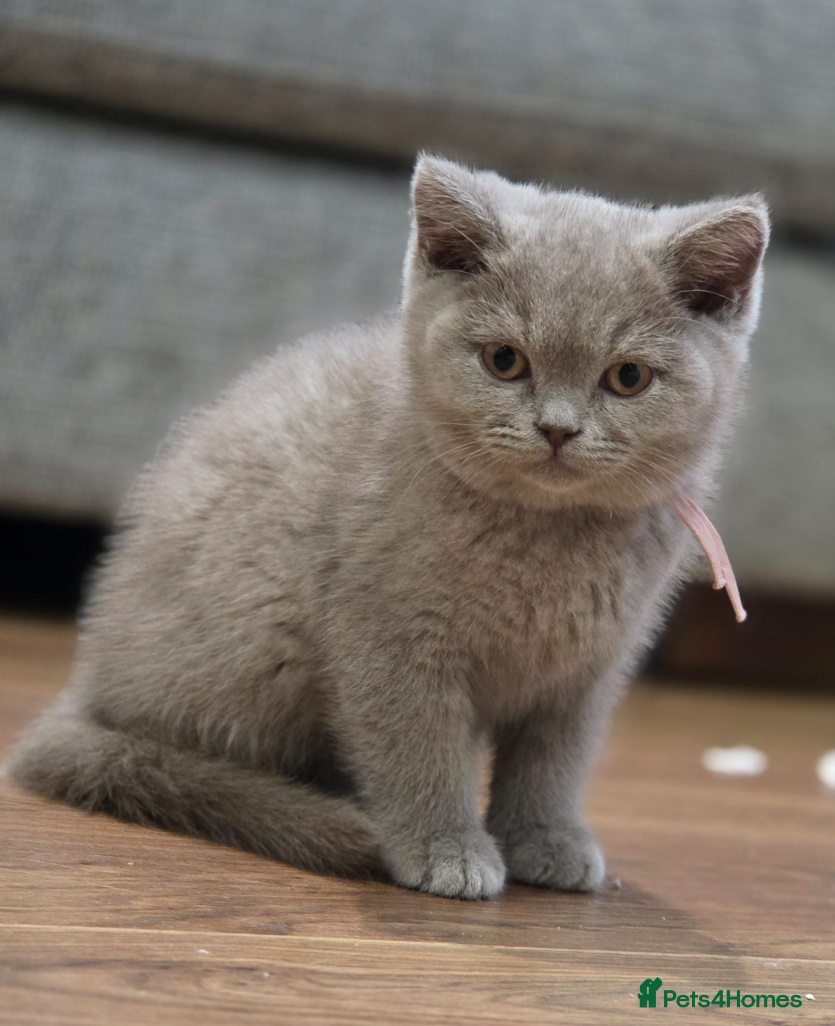 British Shorthair cats Beautiful Pure Breed ✨ British Shorthair Kittens ⭐ - Advert 2