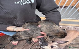 Lurcher dogs for sale: Whippet/greyhound/bull X greyhound/whippet/collieX - Image 4