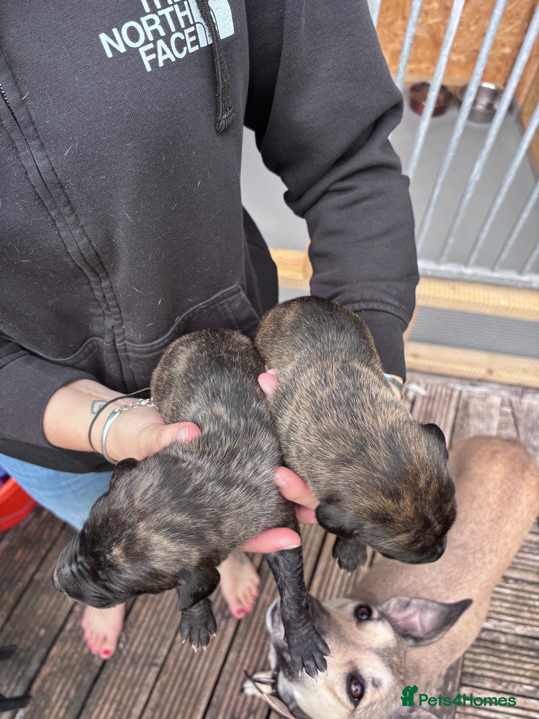 Lurcher dogs for sale: Whippet/greyhound/bull X greyhound/whippet/collieX - Image 4