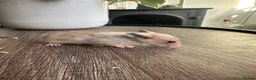Hamster rodents for sale: Syrian hamster babies - Advert 7