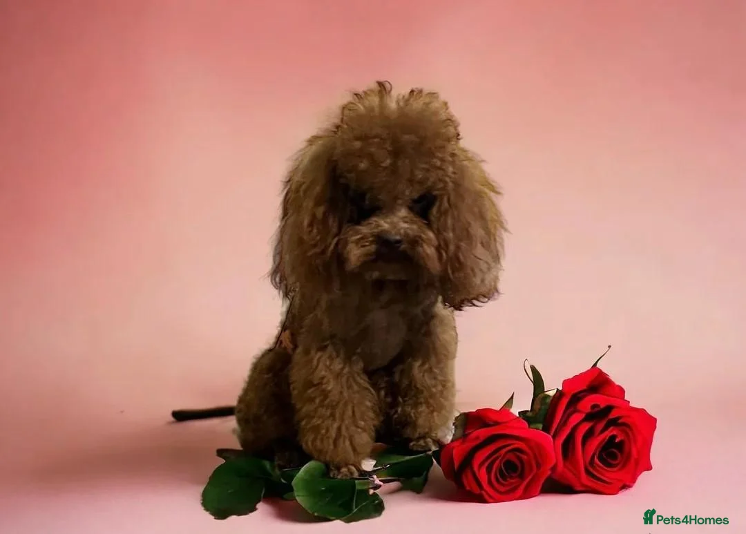 Toy Poodle dogs for sale: Sweet Family Companions in Bournemouth - Advert 20