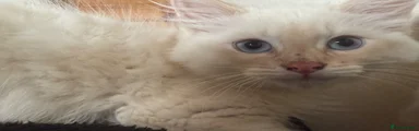Ragdoll 1
