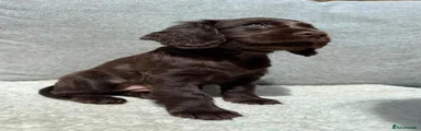 Cockapoo 2