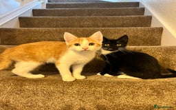 Domestic Shorthair cats for sale: 2 kittens looking for a good home  - Image 7