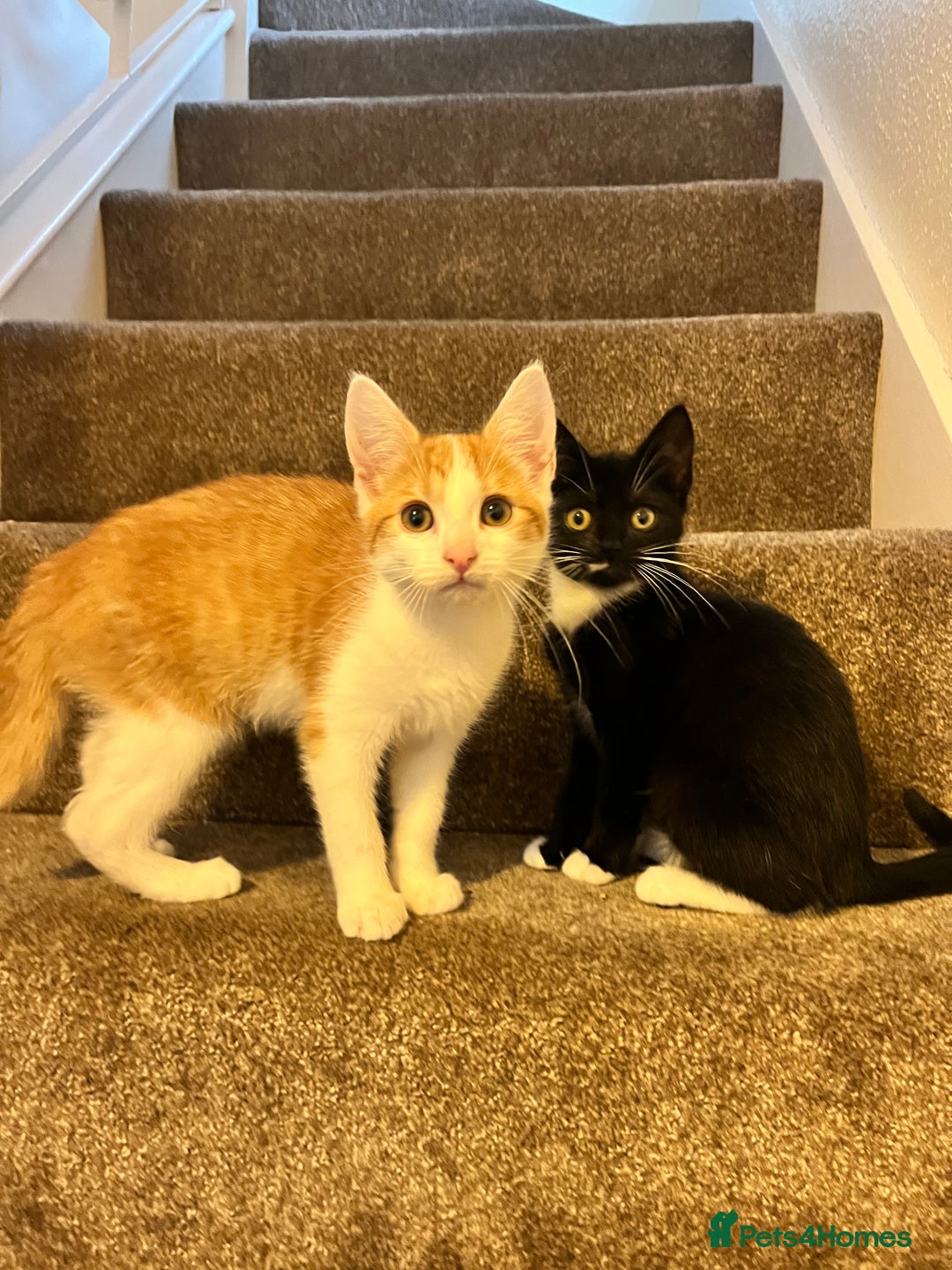 Domestic Shorthair cats for sale: 2 kittens looking for a good home  - Image 7
