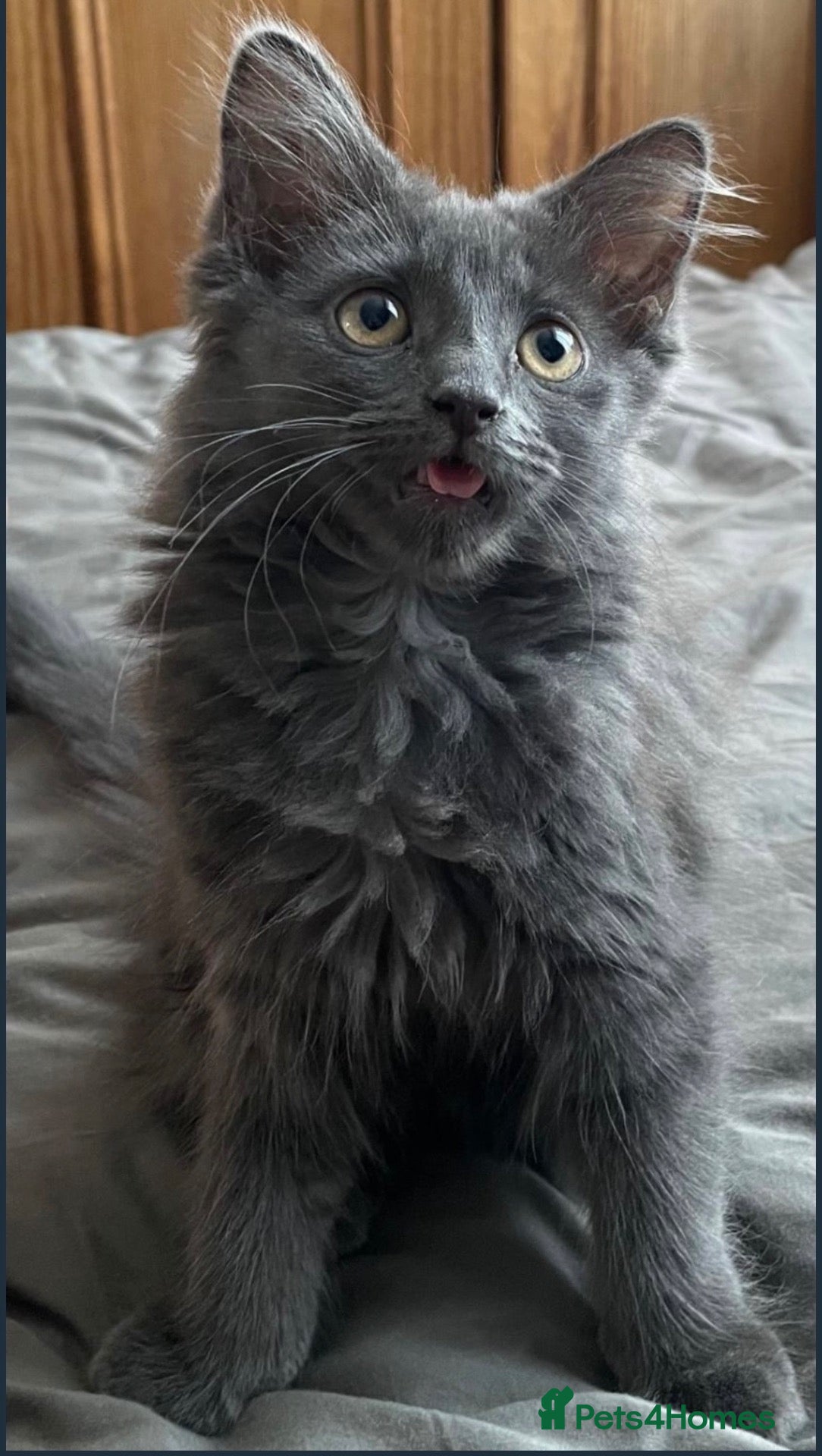 Russian Blue cats Norwegian Forest X Russian Blue🩶 - Advert 1