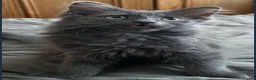 Russian Blue cats for sale: Norwegian Forest X Russian Blue🩶 - Advert 1