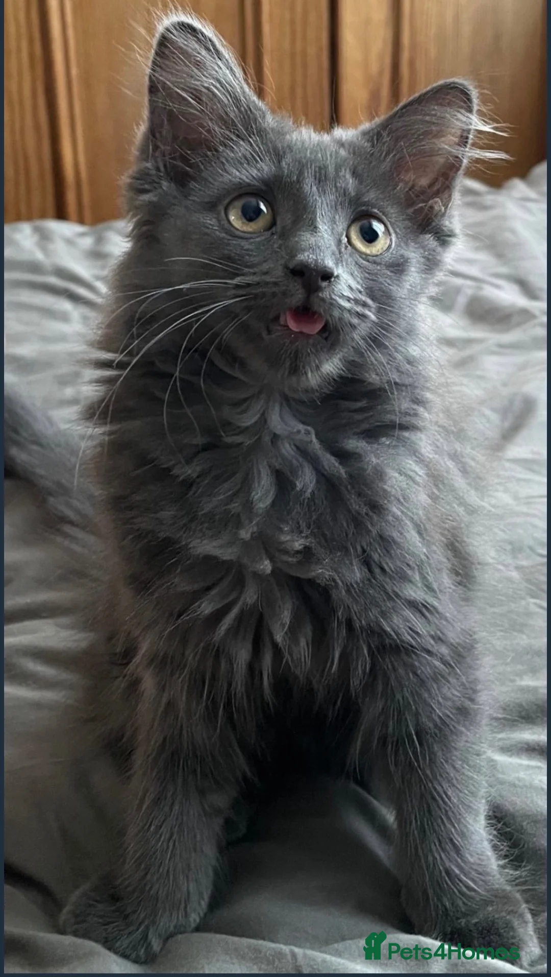 Russian Blue cats for sale: Norwegian Forest X Russian Blue🩶 - Advert 1