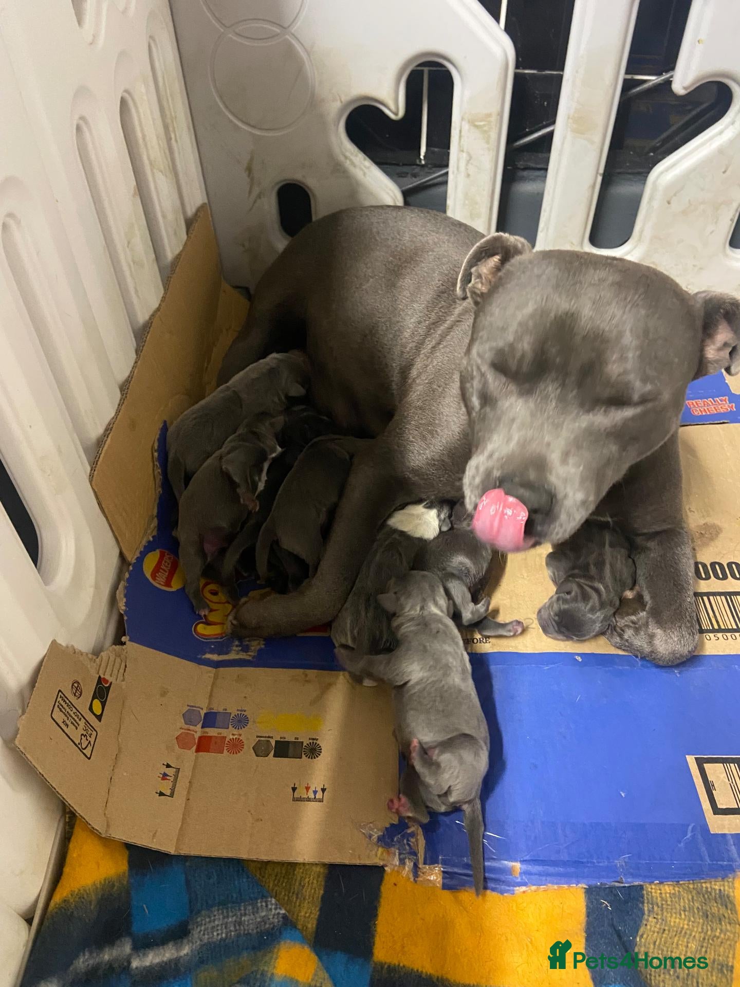 Staffordshire Bull Terrier dogs blue staffy pups  - Advert 5