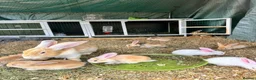 Continental Giant rabbits for sale: Middleton Meadows Giants - Advert 5
