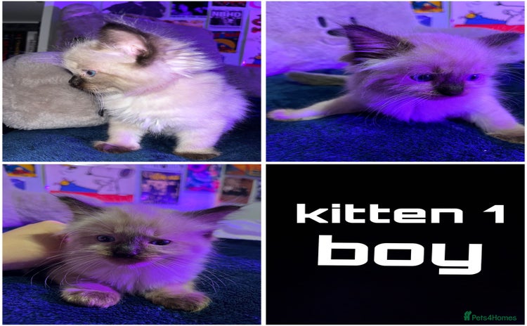 Ragdoll cats - Advert 2