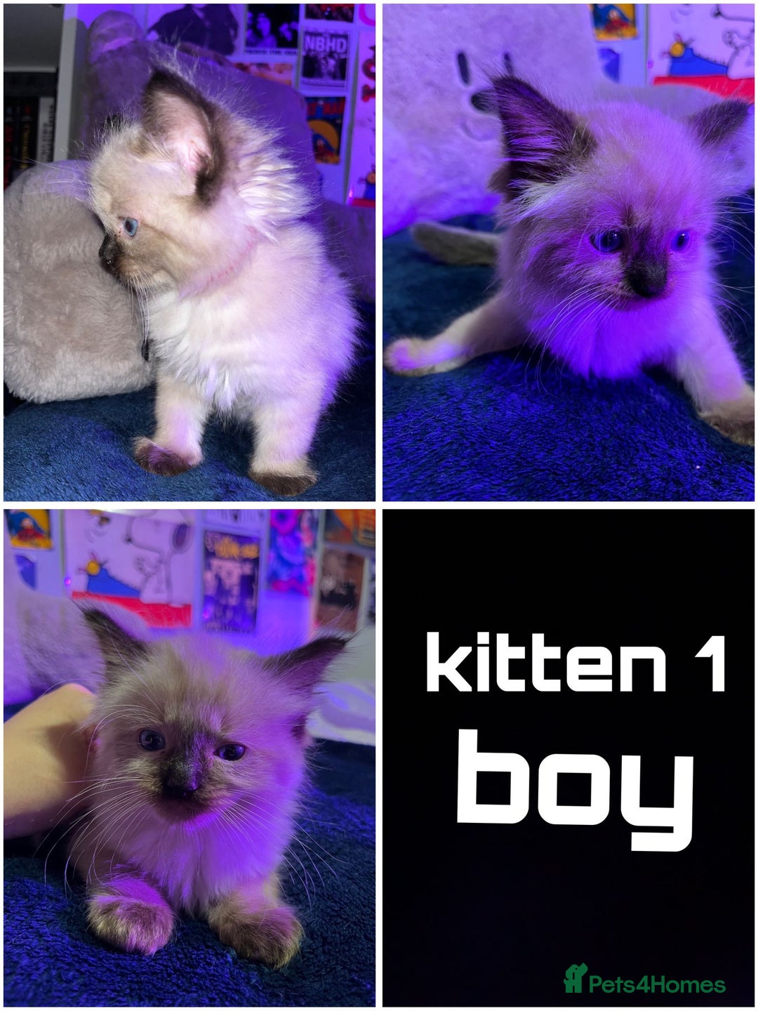 Ragdoll cats for sale: 4 Ragdoll Beauties  - Image 1