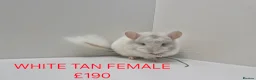 Chinchilla rodents for sale: STUNNING BABIES CHINCHILLA MIX COLOURS AND GENDER  in Sutton-in-Ashfield - Advert 11