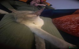 Siamese cats for sale: Siamese Cross Kittens - Image 17