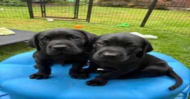 Labrador Retriever dogs - Advert 12