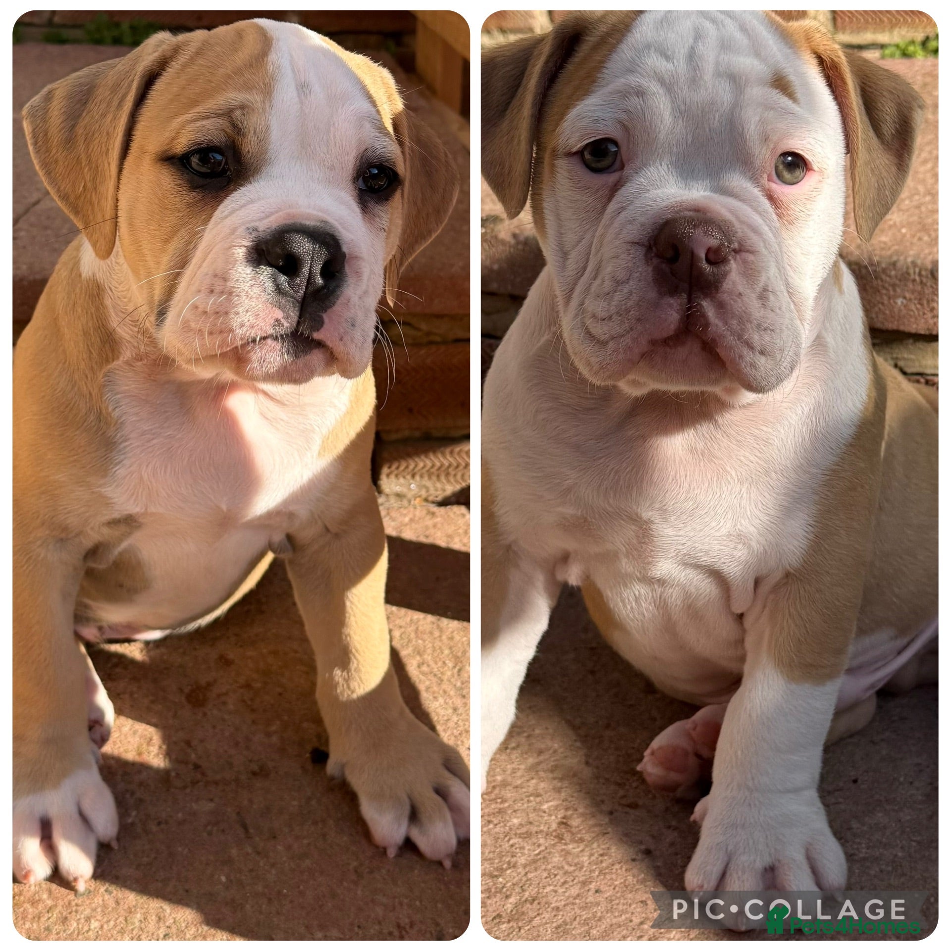 Olde English Bulldogge dogs READY TO LEAVE 2 old English bulldog   - Advert 16