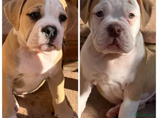 Olde English Bulldogge dogs READY TO LEAVE 2 old English bulldog - Advert 16