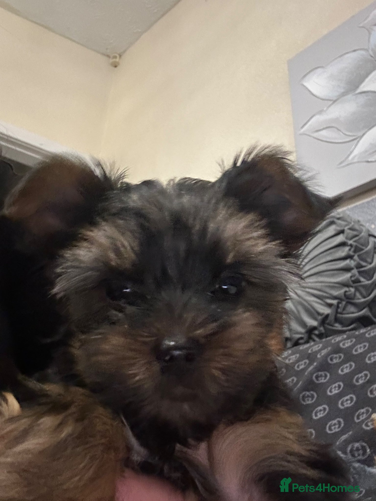 Yorkshire Terrier dogs Looking for a loving home🏠❤️ - Advert 1