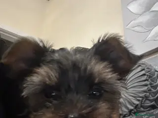 Yorkshire Terrier dogs Looking for a loving home🏠❤️ - Advert 1