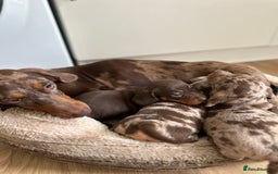 Dachshund dogs for sale: Minnature Long Haired Dachshund puppies  - Image 15