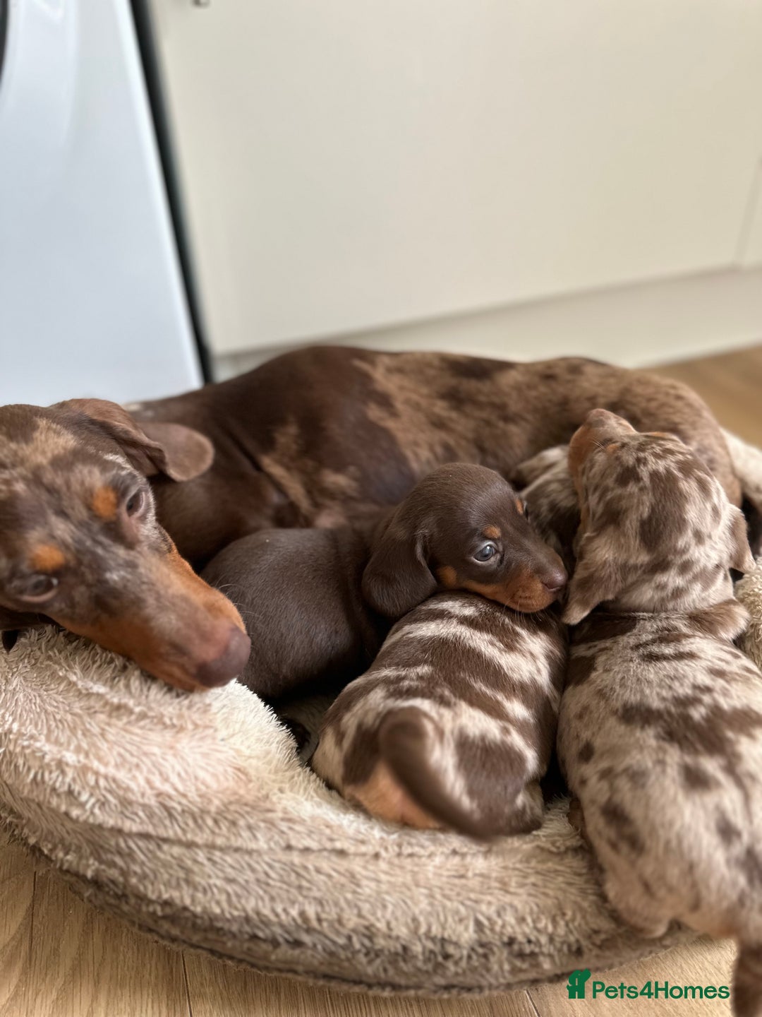 Dachshund dogs for sale: Minnature Long Haired Dachshund puppies  - Image 15