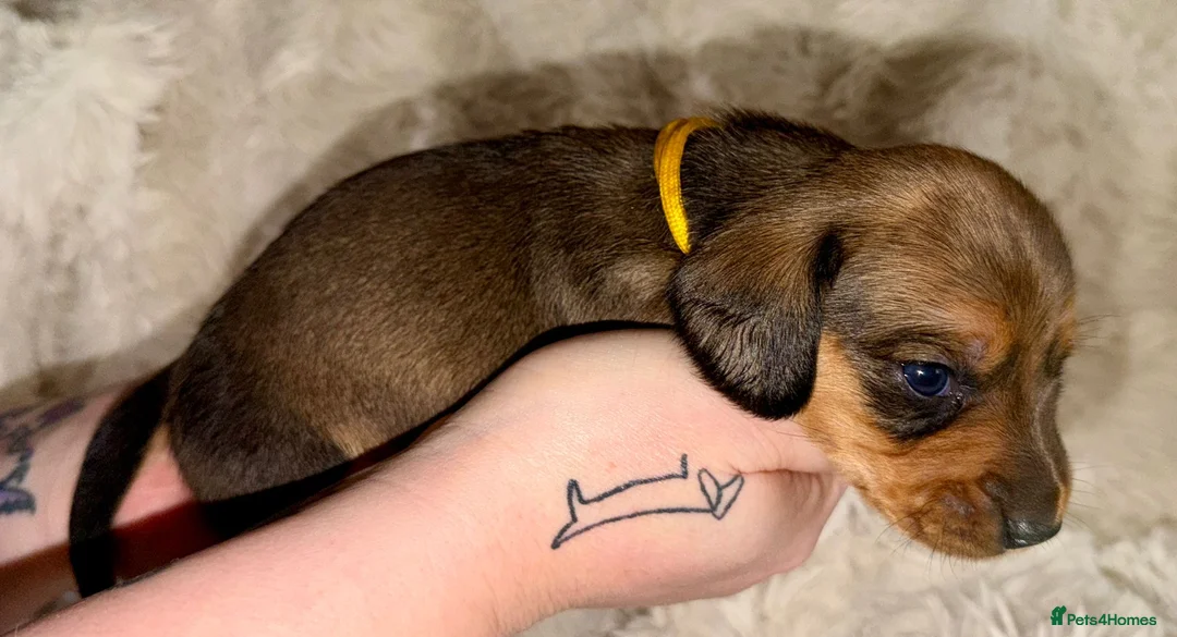 Miniature Dachshund dogs for sale: Your new best friend awaits🥰 5 gorgeous boys🩵 - Advert 10