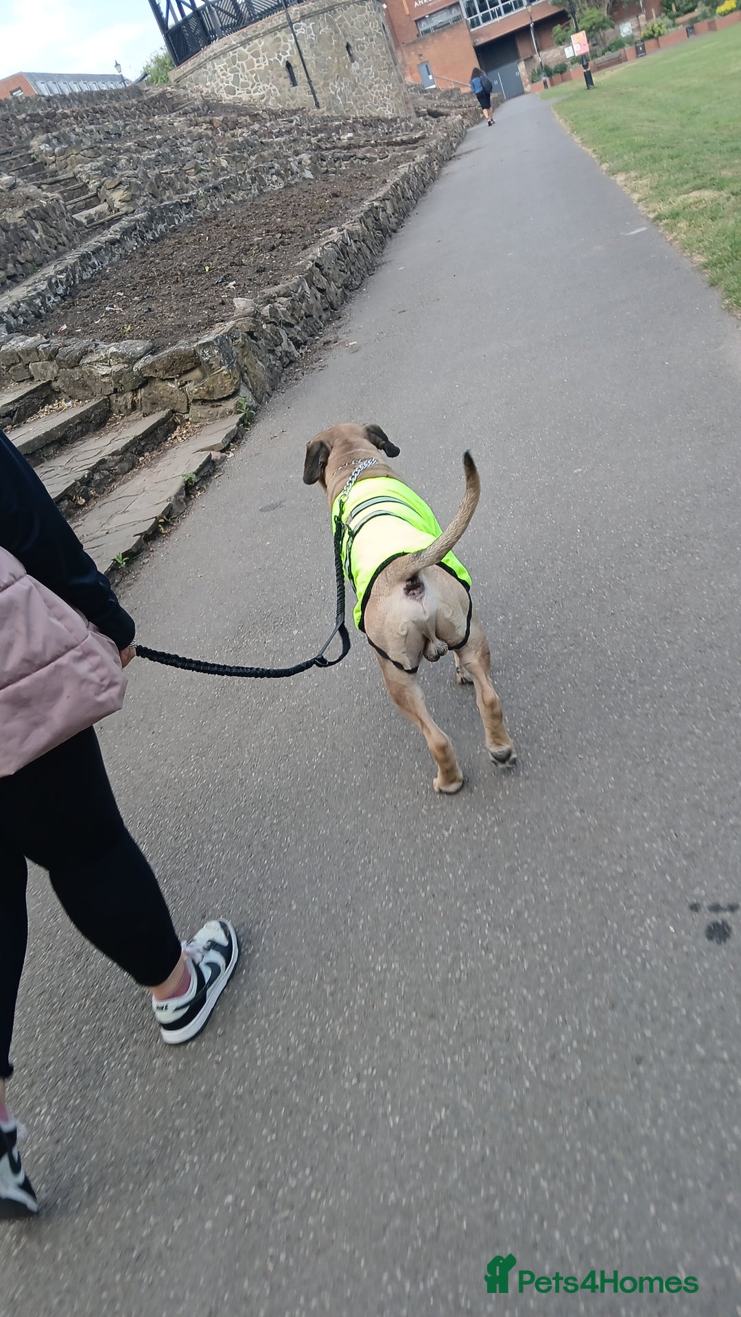 Mixed Breed dogs for sale: Looking for a new home. - Advert 10