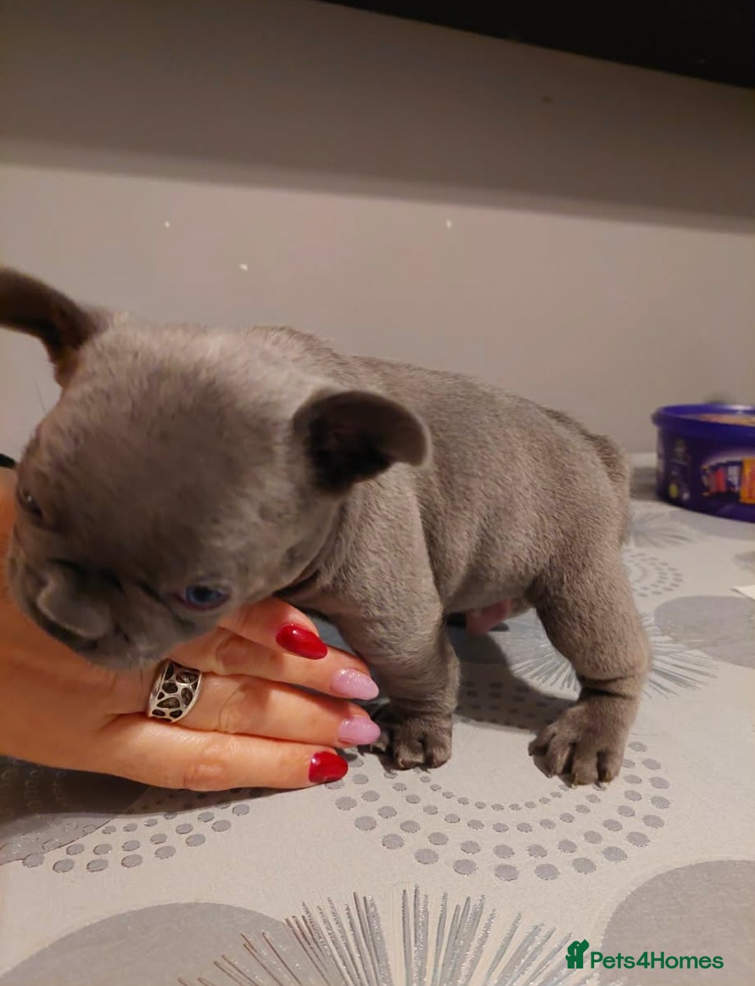 French Bulldog dogs for sale: Beautiful KC registered French Bulldog Puppies - Advert 7