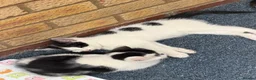 Mixed Breed cats for sale: Kittens for sale in Edgware - Advert 4