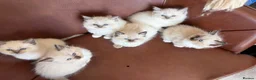 Ragdoll cats for sale: Ragdoll kittens looking for forever home💗 - Advert 13