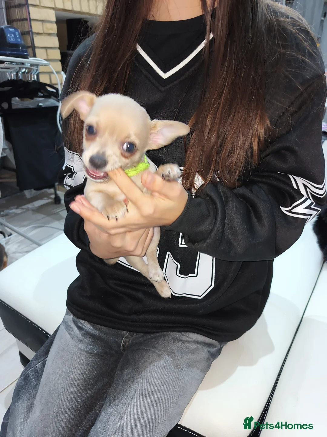 Chihuahua dogs for sale: 🐾Beautiful Xmas Day Chihuahua Puppies-Ready Now🐾 - Advert 8