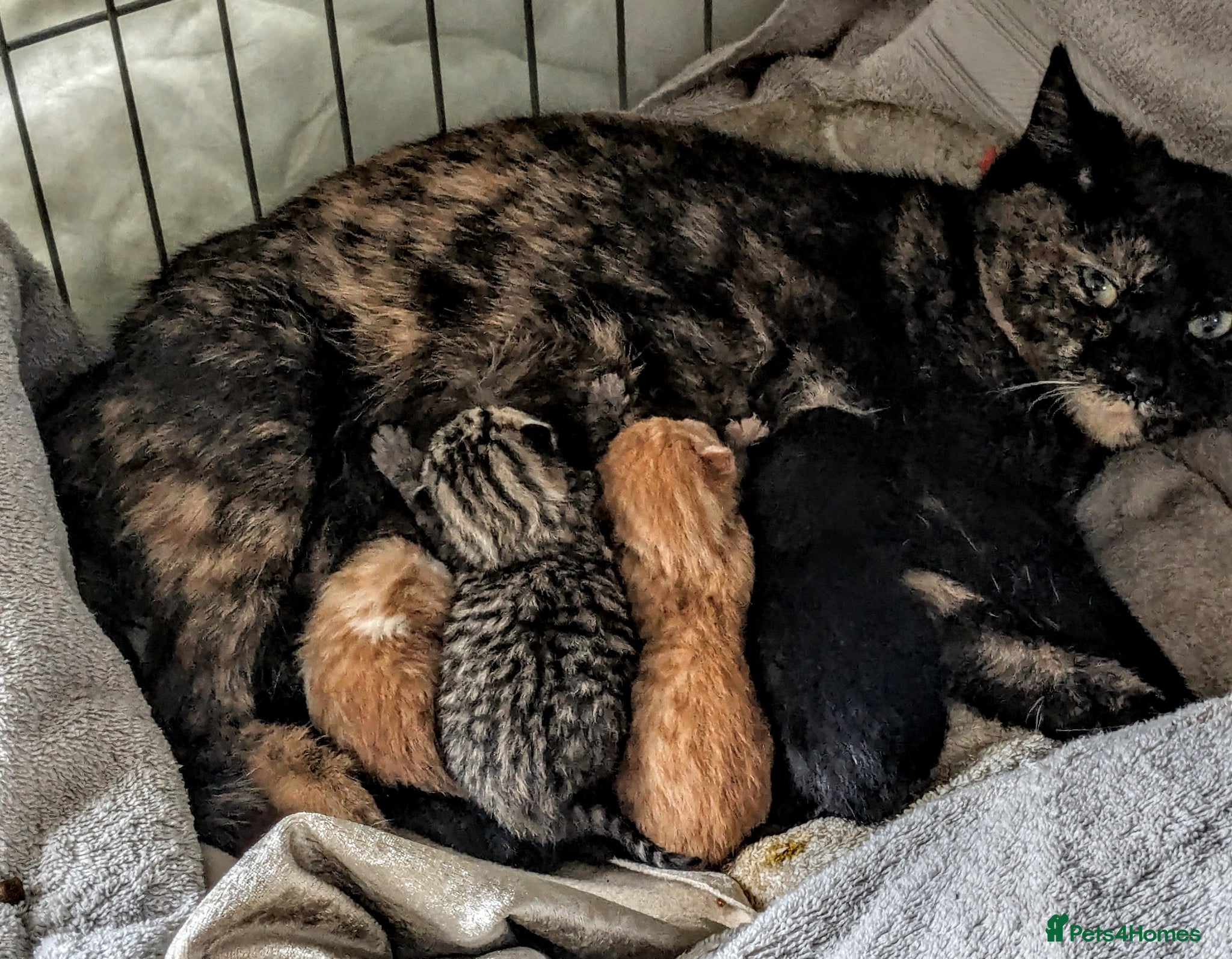 British Shorthair cats Mum & 5 babies - Advert 2