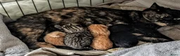 British Shorthair cats for sale: Mum & 5 babies - Advert 1