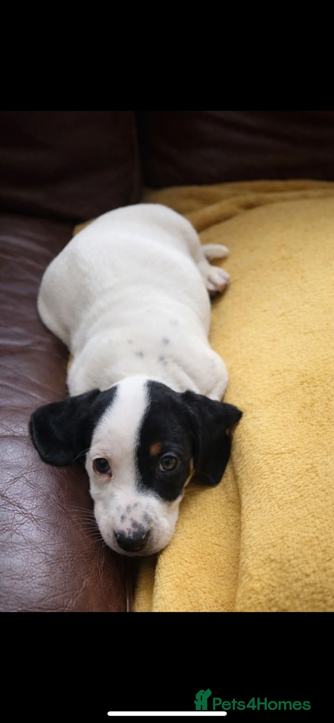 Dachshund dogs for sale: Lovely white dachshunds in Kensington  - Advert 11