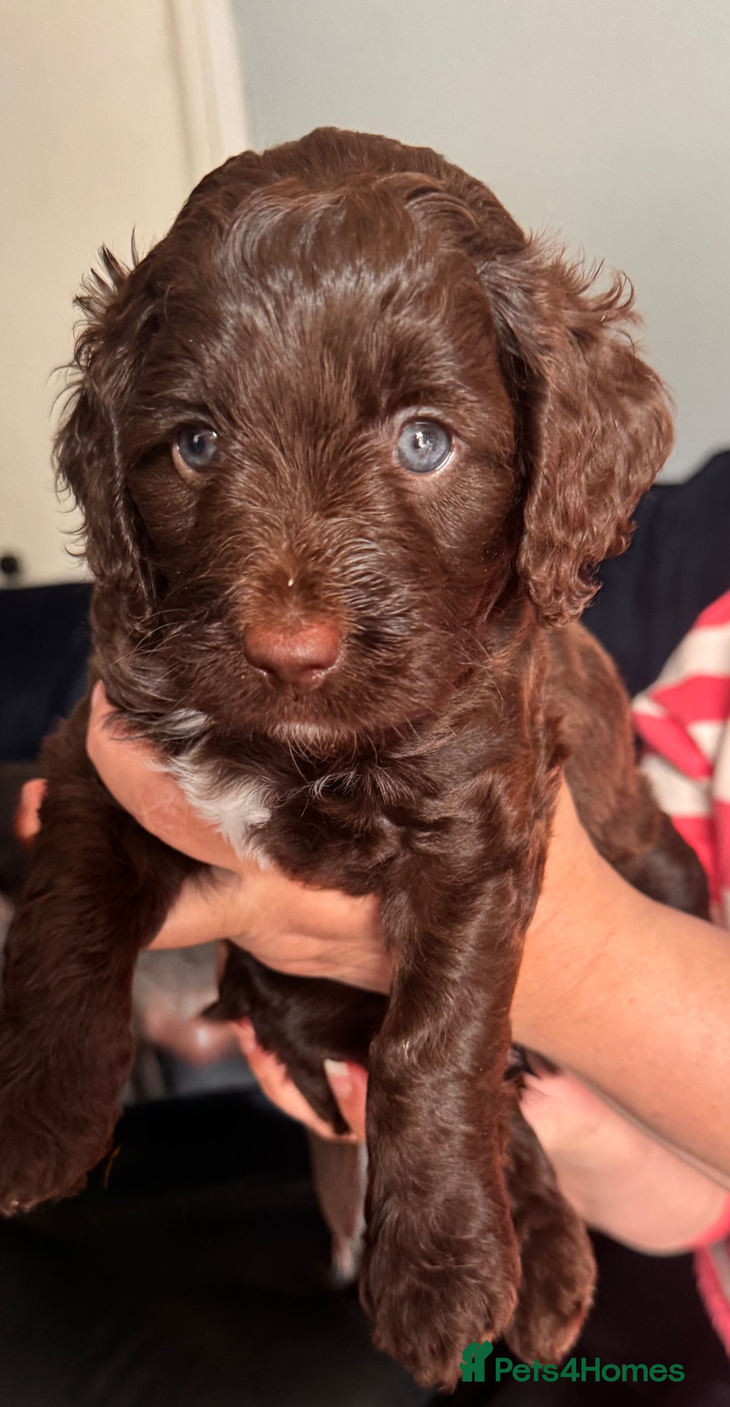 Mixed Breed dogs Labradoodle cross cockapoo puppy’s  - Advert 9