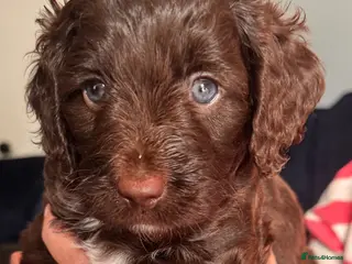 Mixed Breed dogs Labradoodle cross cockapoo puppy’s - Advert 15
