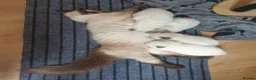 Ragdoll cats for sale: 4 x Fluffy Ragdoll Chocolate Sealpoint kittens - Advert 10