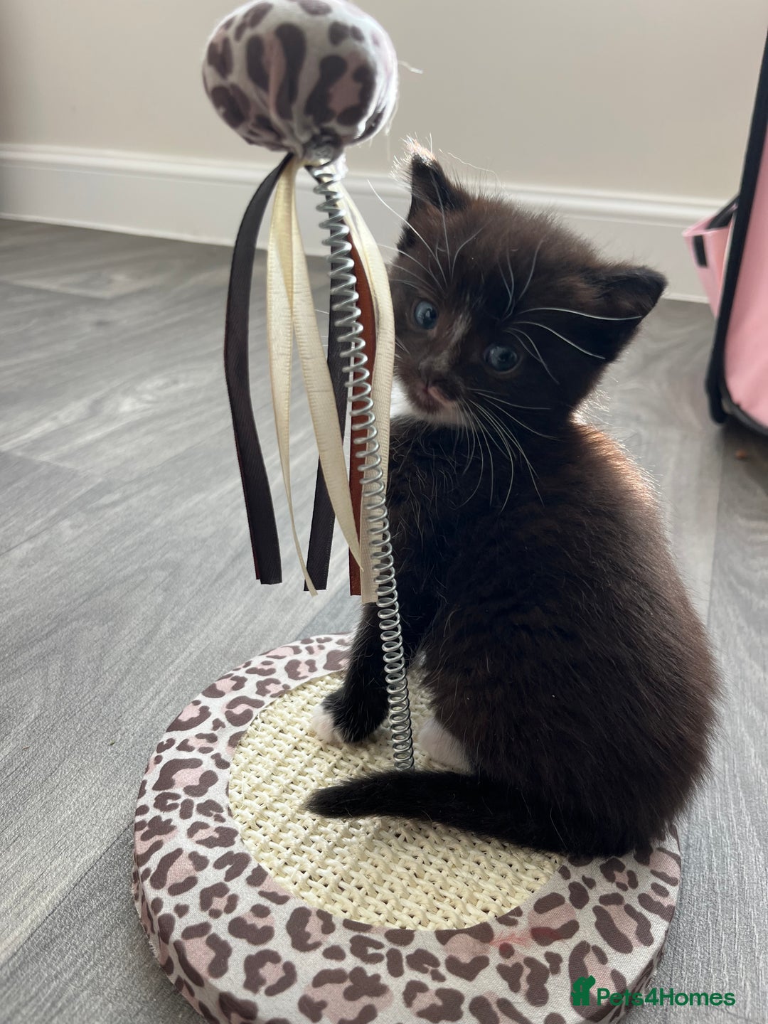 Persian cats for sale: Lovely little kittens  - Image 9