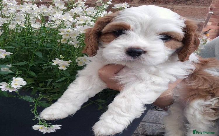 Cavapoo dogs - Advert 2