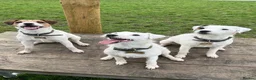 Parson Russell dogs for sale: Stunning KC Reg Parson Russell Terriers - Advert 8