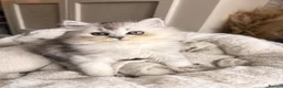 British Longhair cats for sale: British Shorthair/Persian chinchilla kittens  - Advert 10