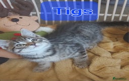 Mixed Breed cats for sale: Beautiful kittens - Image 2