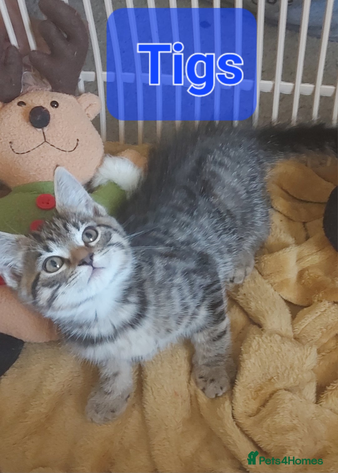 Mixed Breed cats for sale: Beautiful kittens - Image 2