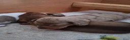 Dachshund dogs for sale: Miniature dachshunds smooth haired puppies - Advert 17