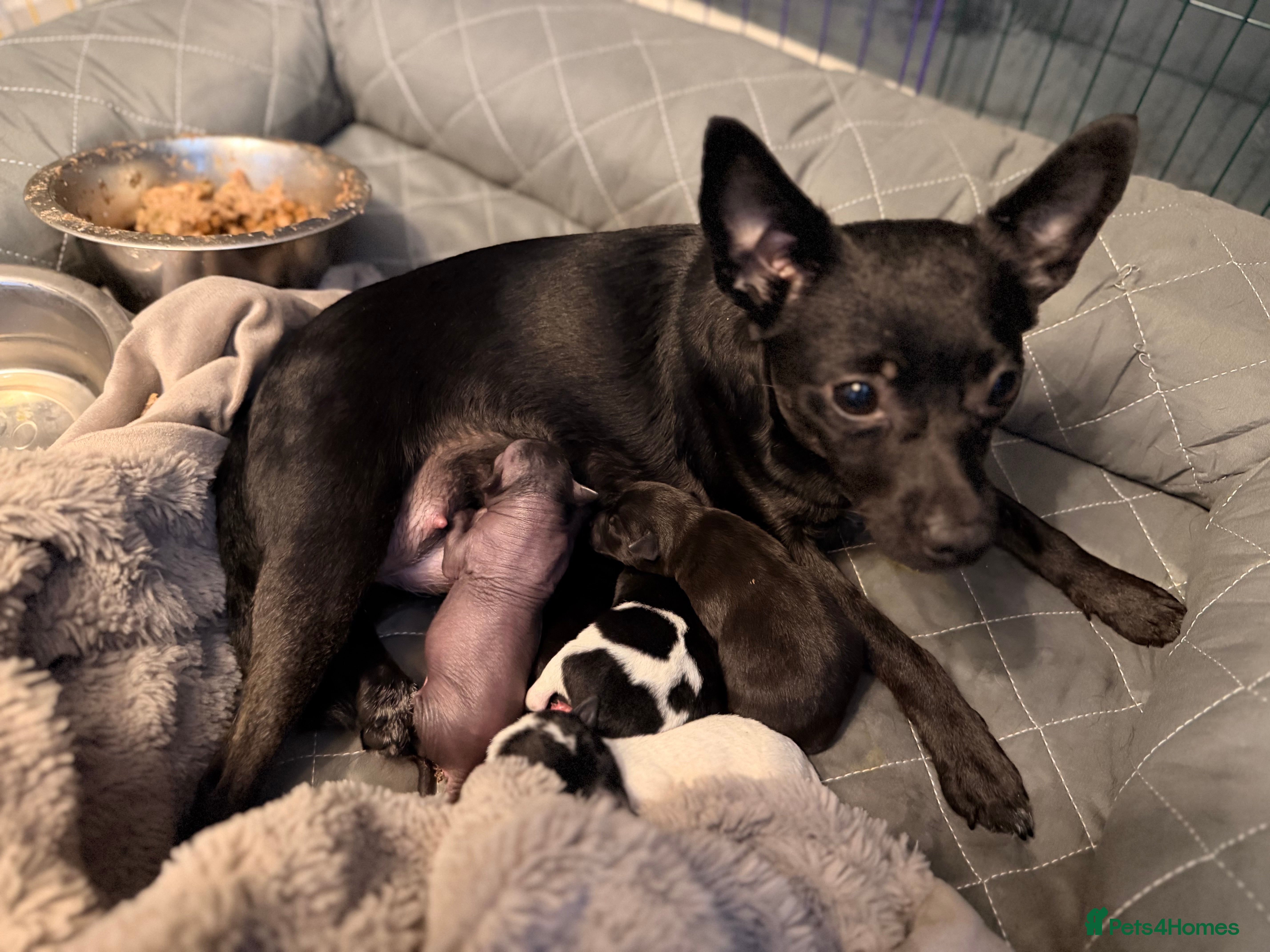 Mexican Hairless dogs Beautiful Mini Xoloitzcuintli Puppies  - Advert 2