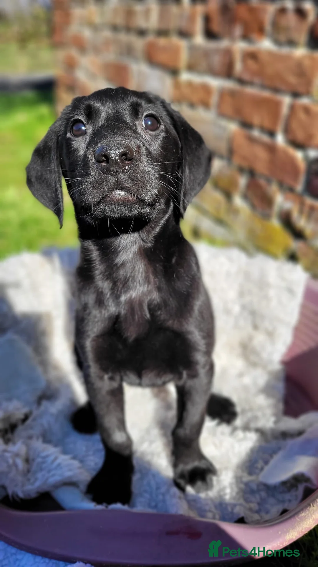 Labrador Retriever dogs for sale: KC Registered Labradors DNA Tested Hip Scored - Advert 2